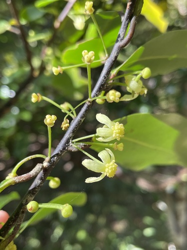 Pseudowintera axillaris (Pseudowintera axillaris)