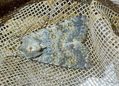 Ichneutica virescens