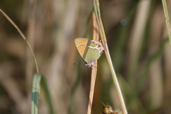 Callophrys xami
