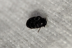 Anthrenocerus australis