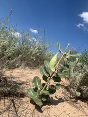 Asclepias arenaria