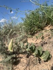 Asclepias arenaria
