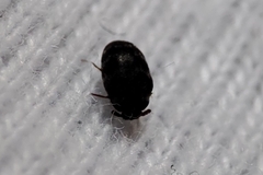 Anthrenocerus australis