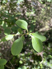 Coprosma foetidissima