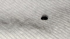 Anthrenocerus australis