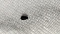 Anthrenocerus australis