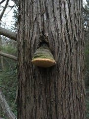 Pyrofomes juniperinus