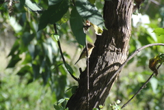 Empidonax fulvifrons