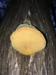 Pyrofomes juniperinus