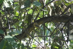 Empidonax fulvifrons