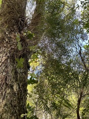 Dendrobium cunninghamii