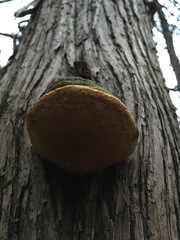 Pyrofomes juniperinus