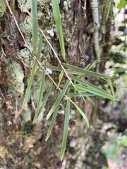 Dendrobium cunninghamii