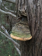 Pyrofomes juniperinus