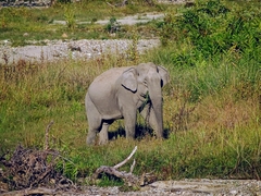 Elephas maximus indicus