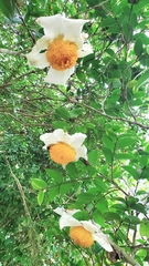 Camellia granthamiana