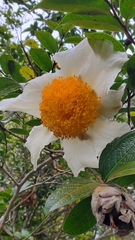 Camellia granthamiana