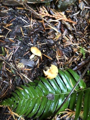 Hydnum washingtonianum