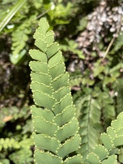 Adiantum cunninghamii