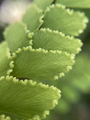 Adiantum cunninghamii