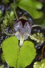 Corybas hatchii