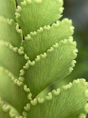 Adiantum cunninghamii