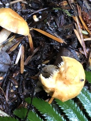 Hydnum washingtonianum