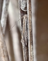 Prothinodes grammocosma