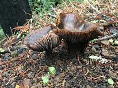 Cortinarius ohlone