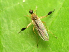 Platypalpus discifer