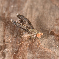 Trypetisoma sticticum