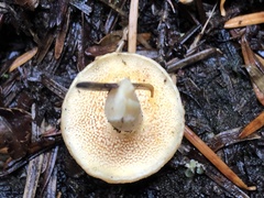 Hydnum washingtonianum