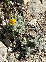 Thymophylla micropoides