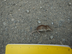 Sorex tundrensis