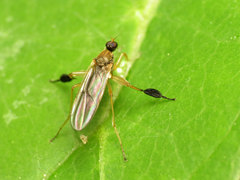 Platypalpus discifer