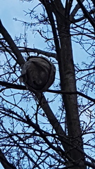 Dolichovespula maculata