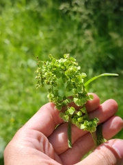 Rumex longifolius