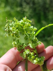Rumex longifolius
