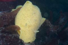 Doriopsis granulosa