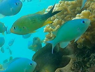 Black-axil chromis