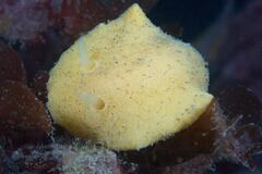 Doriopsis granulosa