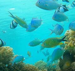 Chromis atripectoralis