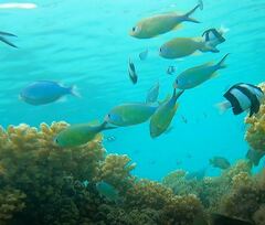 Chromis atripectoralis