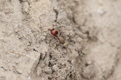 Dasymutilla snoworum