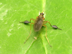 Platypalpus discifer