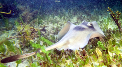 Trygonoptera personata