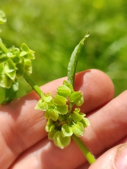 Rumex longifolius