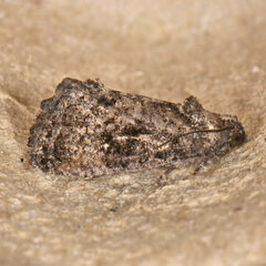Gymnandrosoma punctidiscanum