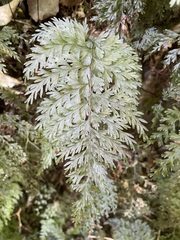 Hymenophyllum demissum