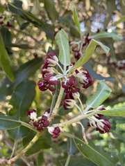Pittosporum ralphii
